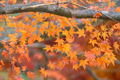 Close-up of maple leaves on tree during autumn