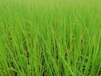 Full frame shot of crops growing on field