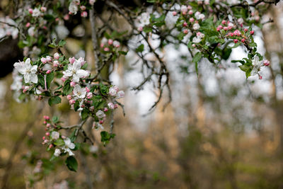 Close-up of white cherry blossom tree