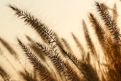 Close-up of wheat growing on field