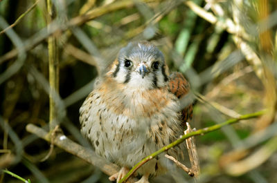 Close-up of bird