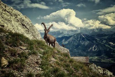 Low angle view of goat on mountain against cloudy sky