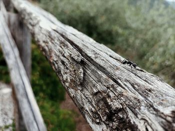 Close-up of insect on tree trunk