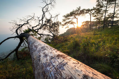 Trees growing on land against sky