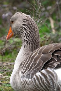 Close-up of bird