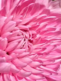 Full frame shot of pink dahlia