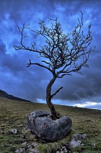 Bare tree on rock against sky