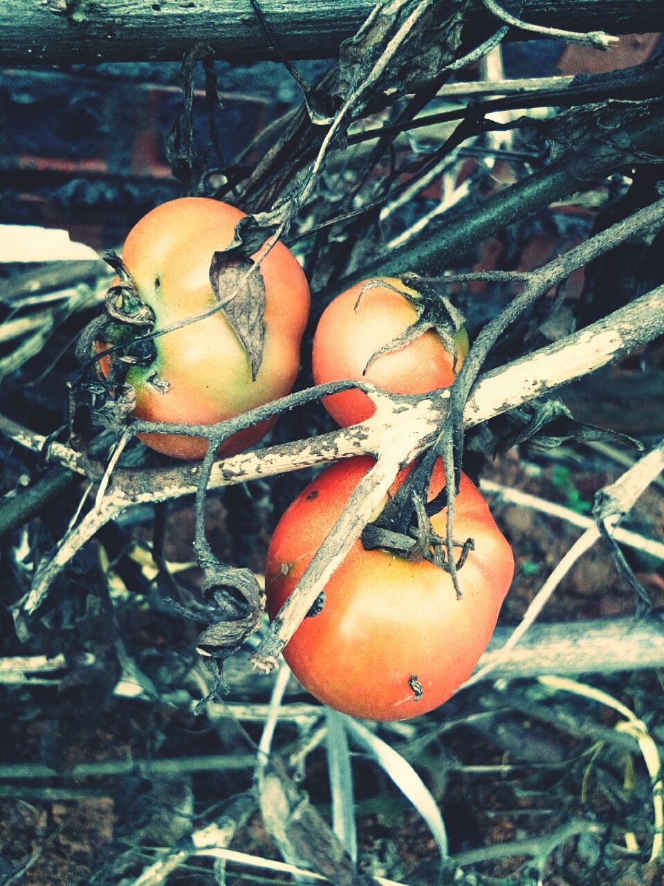 food, food and drink, fruit, healthy eating, plant, nature, day, no people, close-up, wellbeing, vegetable, freshness, land, field, orange color, outdoors, focus on foreground, growth, tree, rotting