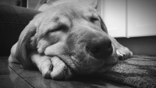 Close-up of dog sleeping