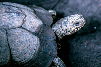 Close-up of tortoise