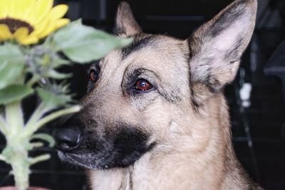 Close-up of dog looking away
