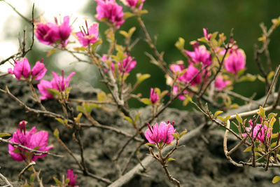 Close-up of pink flowering plant