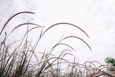 Close-up of grass against sky