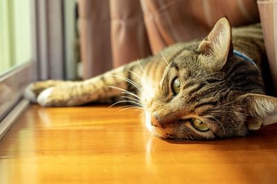 Close-up of a cat resting on wooden floor