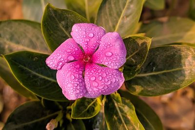 Close-up of wet pink flower