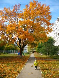 Trees in park during autumn