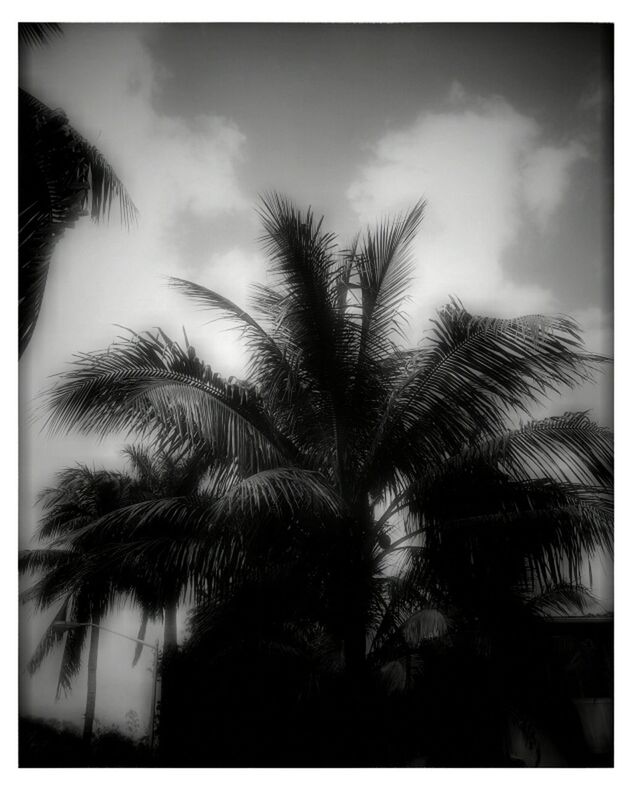 palm tree, sky, low angle view, tree, silhouette, transfer print, auto post production filter, cloud - sky, growth, tranquility, nature, beauty in nature, cloudy, cloud, tranquil scene, scenics, outdoors, dusk, branch, no people