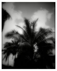 palm tree