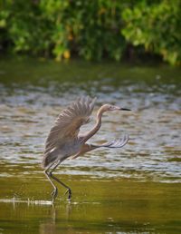 Red  crested egret