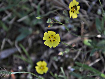 Close-up of yellow flowering plant