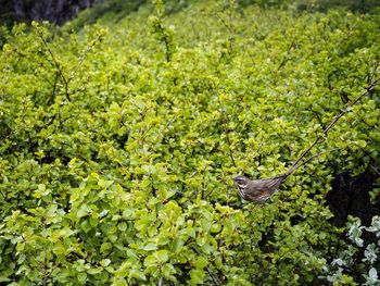 View of a bird flying