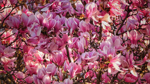 Full frame shot of pink flowers