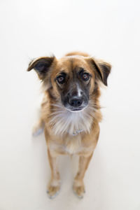 Portrait of dog standing against white background
