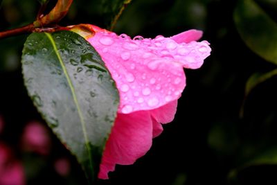 Close-up of wet pink flower blooming outdoors