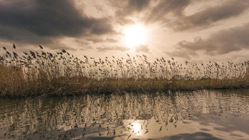 View of birds in lake against cloudy sky