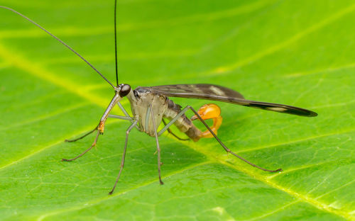 Close-up of insect on leaf