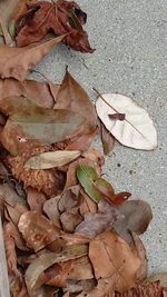 High angle view of maple leaves fallen on leaf