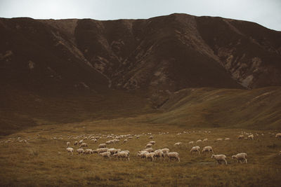 Flock of sheep grazing grass on land by mountain against sky