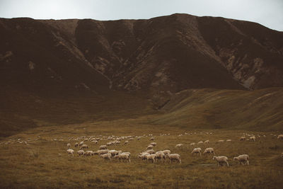 Flock of sheep in a field