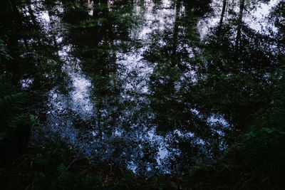 Low angle view of trees in forest