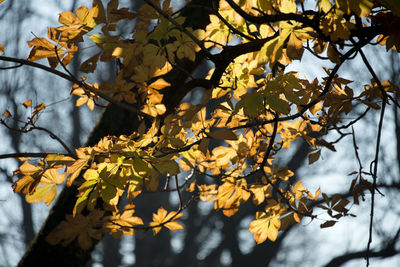 Low angle view of tree against sky during autumn