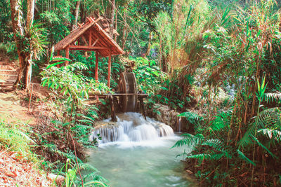 Waterfall in forest