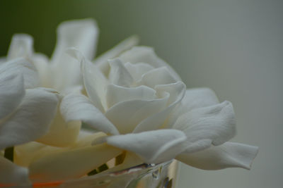 Close-up of white flowering plant