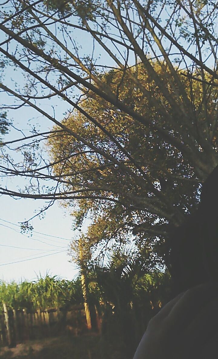 tree, low angle view, branch, growth, nature, tranquility, sky, beauty in nature, tree trunk, sunlight, day, clear sky, no people, scenics, outdoors, tranquil scene, bare tree, silhouette, leaf, forest