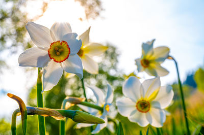 Freshly blooming white wild daffodils, photographed close up in the mountains.