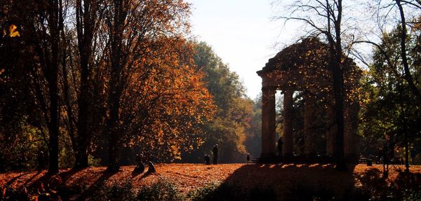 Trees in autumn