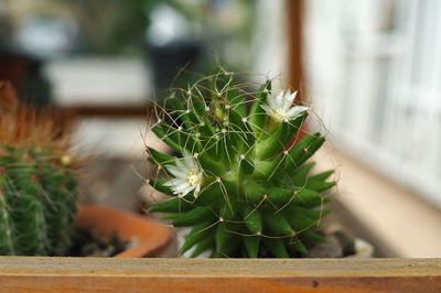 Close-up of cactus on table