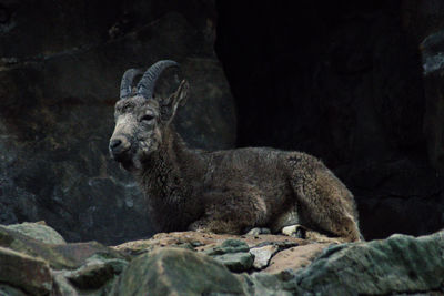 View of turtle on rock