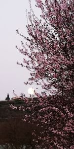 Low angle view of pink flowering tree against sky