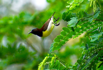 Sunbird in flight