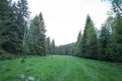Scenic view of green forest