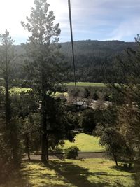 Trees in forest against sky