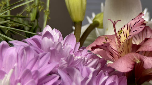 Close-up of pink lilies