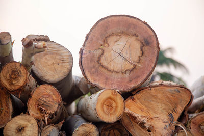 Close-up of stack of firewood in forest