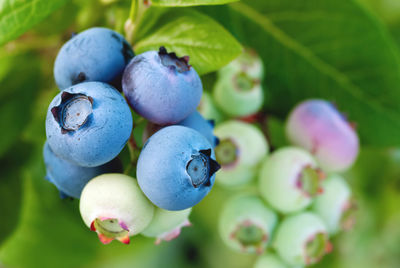 Close-up of grapes growing on plant