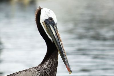 Side view of pelican by lake